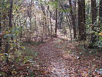 Overton Park Old Forest Trail Memphis TN 1