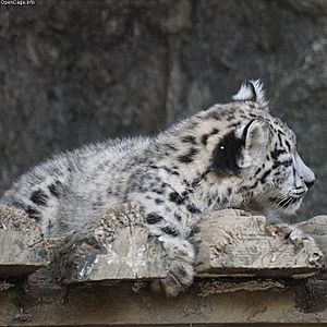 Snow leopard cub lying