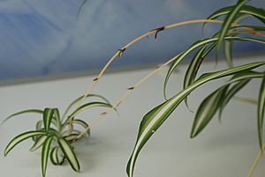 Spider plant stolon2