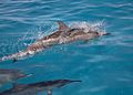 Spinner dolphins (6741930935)