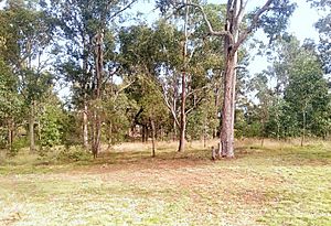 Sydney grassy woodland