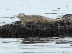 White harbor seal on moss by Dave Withrow, NOAA