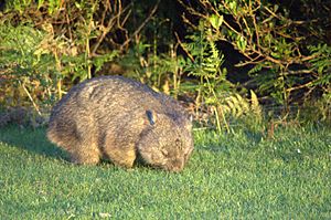 Wombat-Narawntapu