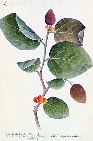 Banyan botanical c1800-1830