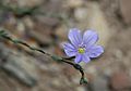 Blue flax Linum lewisii flower close