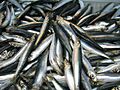 Catch of Atlantic herring