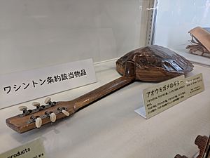 Confiscated musical instrument made from green turtle