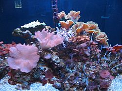 Coral on display at Mote Marine Laboratory 2