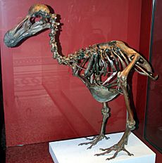 Dodo-Skeleton Natural History Museum London England
