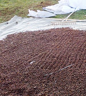 Drying of pine nuts