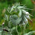 False Gromwell (Onosmodium bejariense) photographed in Walker County, Texas, USA (26 April 2014)
