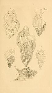 Figures of molluscous animals BHL11075243