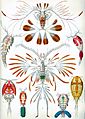 Haeckel Copepoda