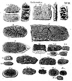 Historia muscorum plate 18 Lichenoides