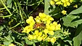 Honeybee pollen turnips