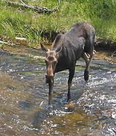 Moose crossing river in yellowstone