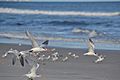 Terns take flight at Pleasure Island