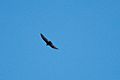 Turkey Vulture Upper Miller Canyon Sierra Vista AZ 2018-11-03 08-40-07 (43948962270)