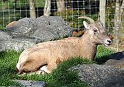 Bighorn sheep (Ovis canadensis).JPG