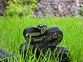 Black Rat Snake-