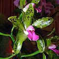Cattleya guttata Orchi 05