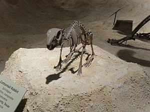 Fossil Sylvilagus