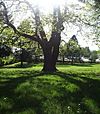 The sun shining through a tree at Frazer Park