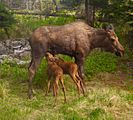 Moose calves nursing