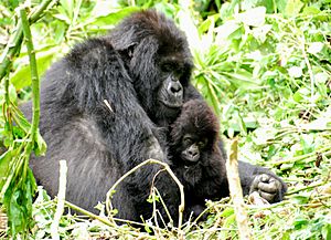 Mountain gorillas (8209001529).jpg