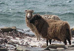 North ron sheep