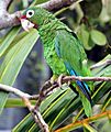 Puerto Rican parrot