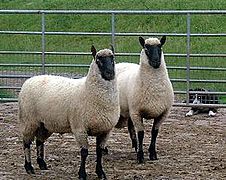 Rams (Clun Forest breed, Guifron flock)