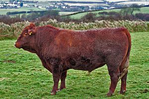 Red Devon bull