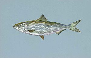 Skipjack herring fish alosa chrysochloris.jpg