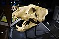 Skull of a Barbary Lion (25297910567)
