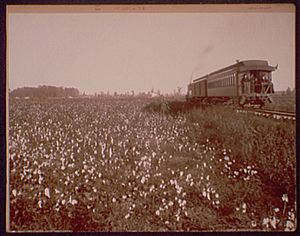 Cotton fields at Swiftwater, c. 1885-1898. Photo by William Henry Jackson.