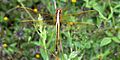3. Needham's Skimmer (Libellula needhami) female, Harris Co County