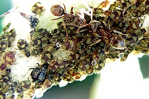 Aphids with honeydew and ants