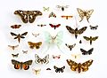 Assorted Moths (Lepidoptera) in the University of Texas Insect Collection (22281153644) (cropped)