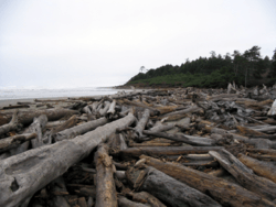 Driftwood Expanse, Northern Washington Coast