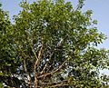 Ficus benjamina (Weeping Fig) in Hyderabad W IMG 8314