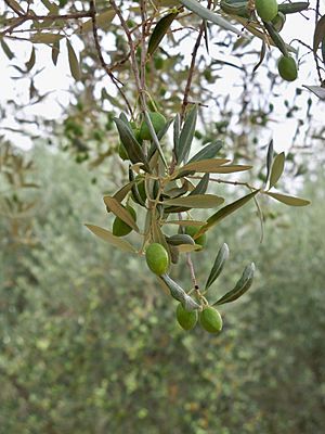Lourmarin - olives aglandau au chateau.jpg