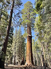 McKinley Tree (distance), Sequoia National Park (July 2023)