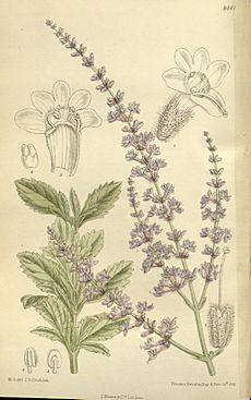 Perovskia atriplicifolia 138-8441