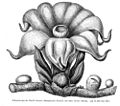 Rafflesiaceae sp vMH378