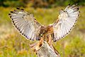 Red-tailed Hawk (falconry, Canada)
