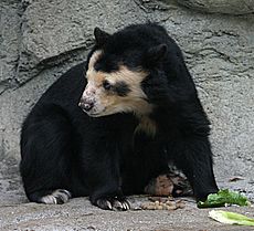 Spectacled Bear - Houston Zoo