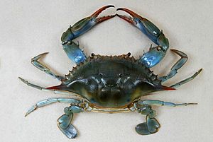 The Childrens Museum of Indianapolis - Atlantic blue crab