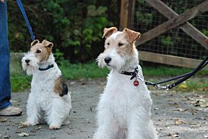 Two Wire Fox Terriers