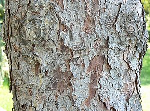 White Spruce bark detail, Chalco Hills